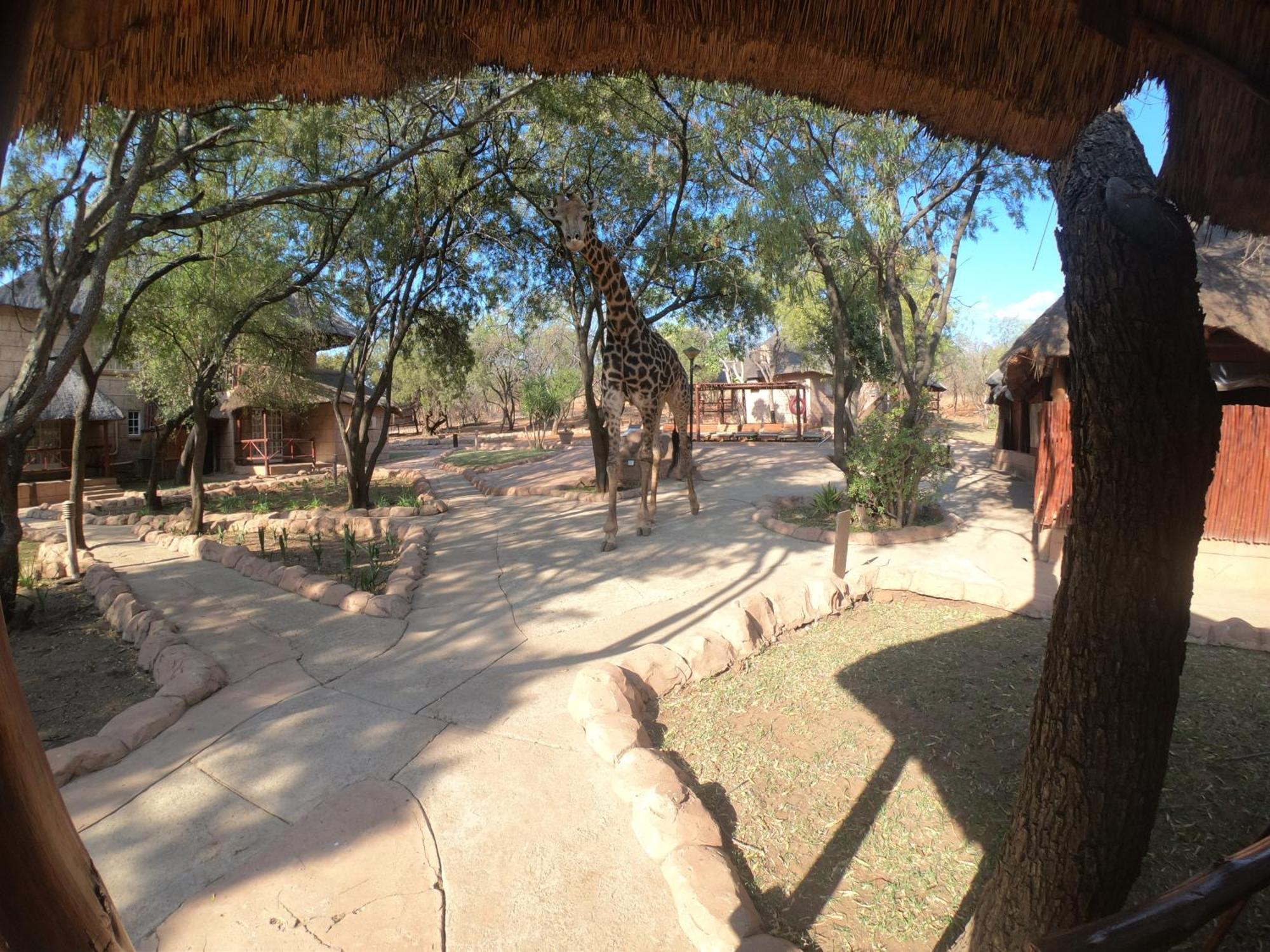 Zebra Nature Reserve Villa Cullinan Rom bilde